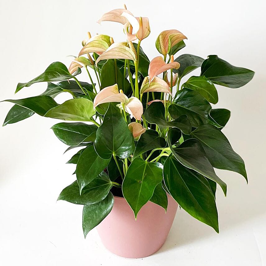 Indoor Plant gift ideas